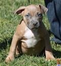 American Pit Bull